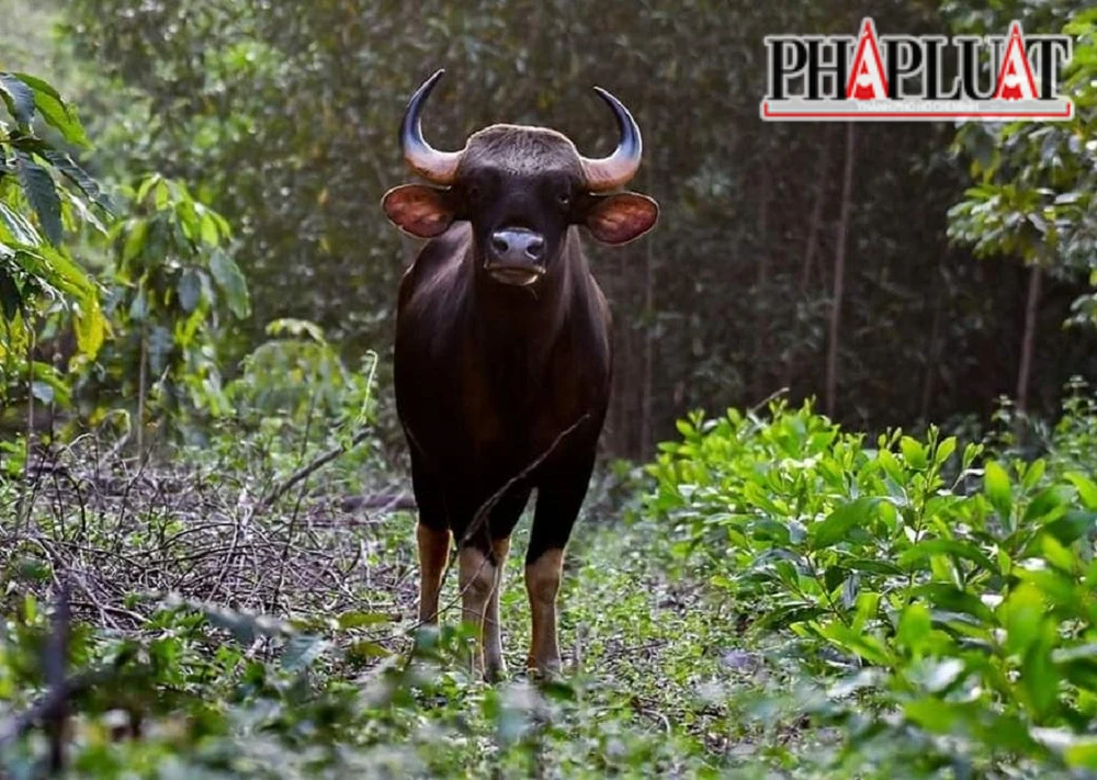 Cử tri, chính quyền tỉnh Đồng Nai mong được Chính phủ, các bộ ngành nghiên cứu để có những giải pháp khả thi bảo vệ vùng lõi của khu dự trữ sinh quyển thế giới Đồng Nai.