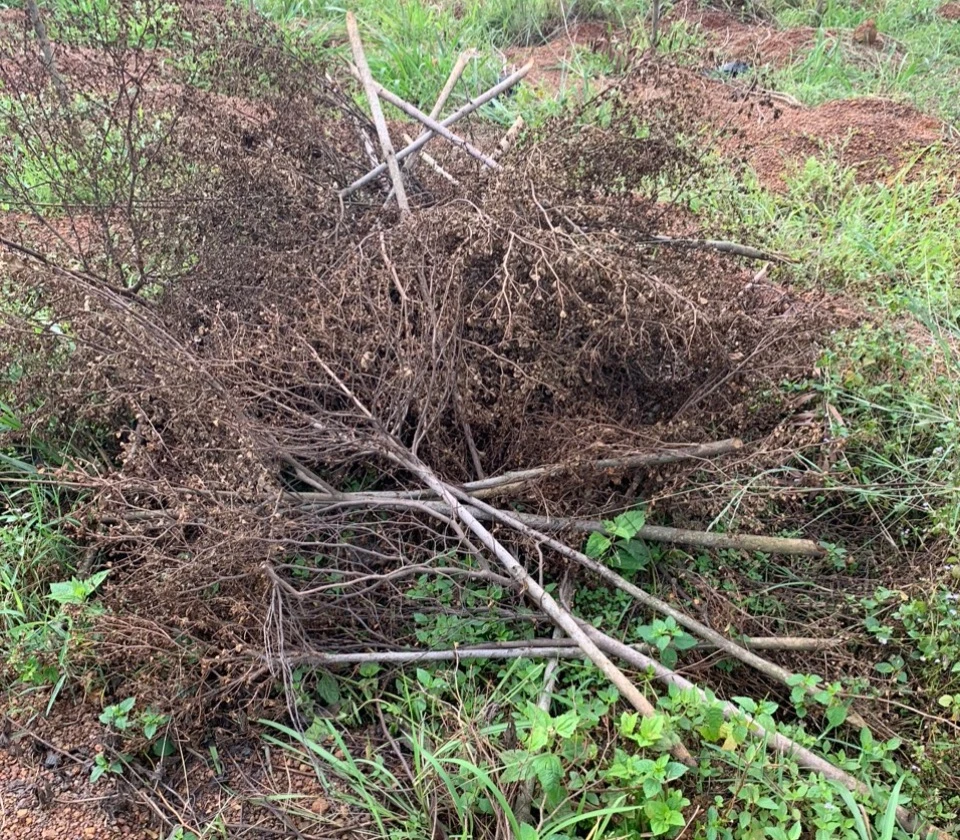 Hiện trường vườn cây bị chặt phá. Ảnh: VH.