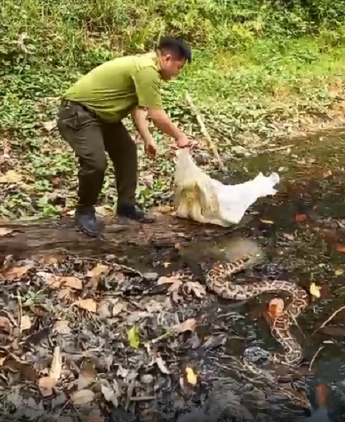 Lực lượng Kiểm lâm thả động vật vào rừng thiên nhiên. Ảnh: Vũ Hội.