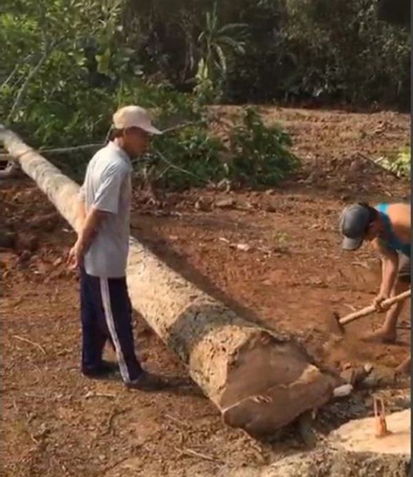Cây dầu trồng hơn 20 năm tuổi bị khai thác trái phép. Ảnh: VH.