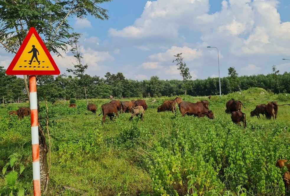Vì ít dân đến ở, cỏ mọc dài nên một số hộ dân chăn nuôi bò thả rông ngay trong khu dân cư.