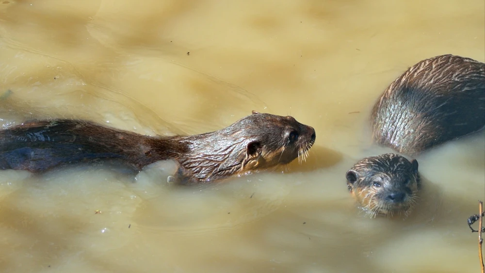 động vật hoang dã 1.jpg