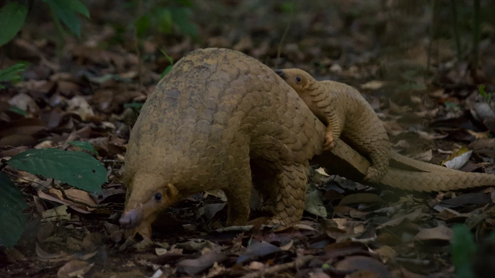 động vật hoang dã.jpg