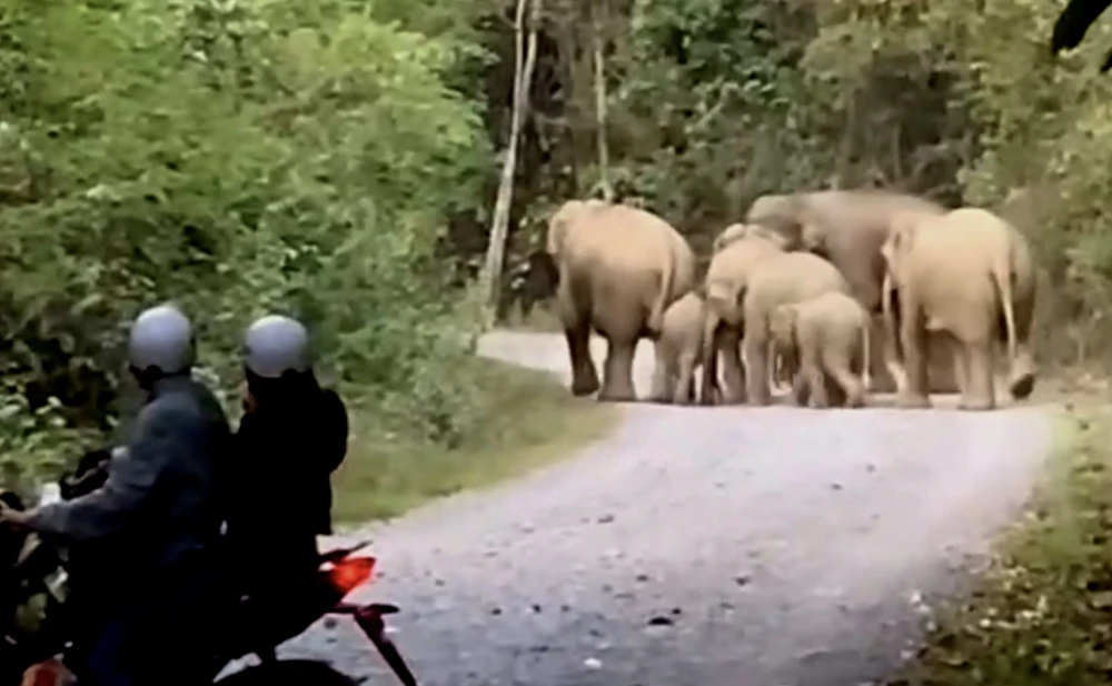 đàn voi mẹ con.jpg