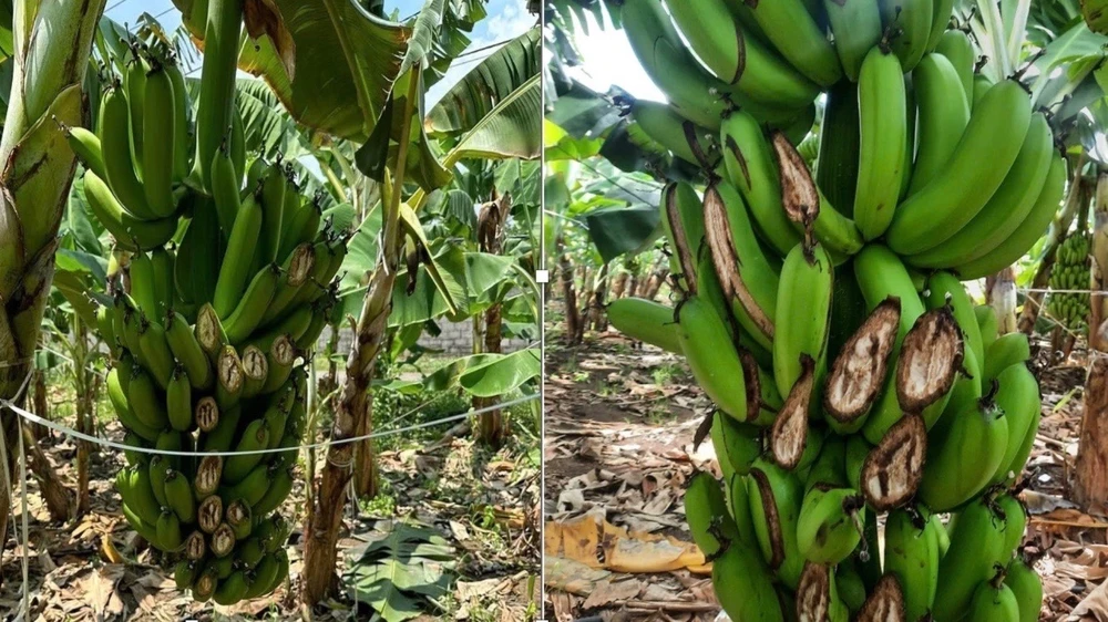 bị chặt phá.jpg