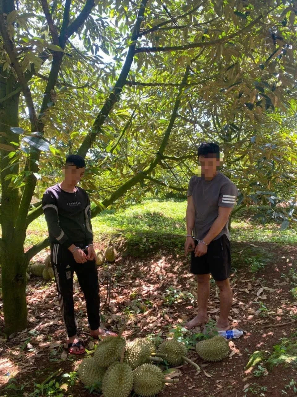 Hai tên trộm sầu riêng trong đêm. Ảnh: CA.