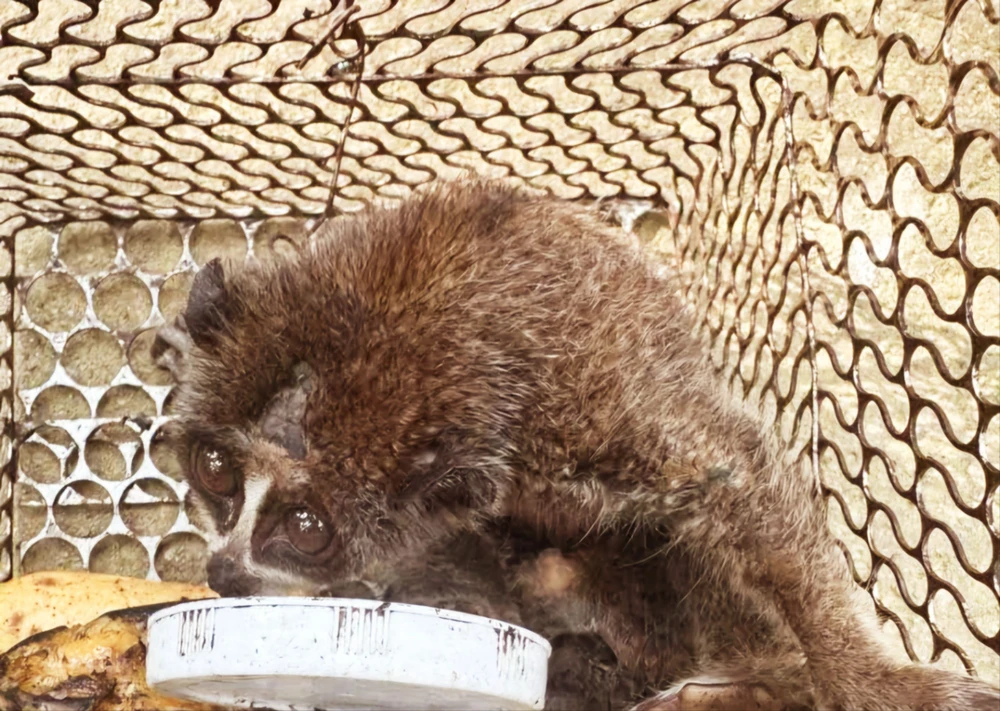 Động vật lạ.jpg