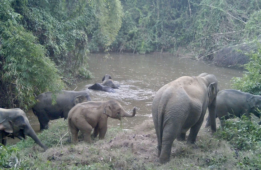 đàn voi hoang dã 10.jpg