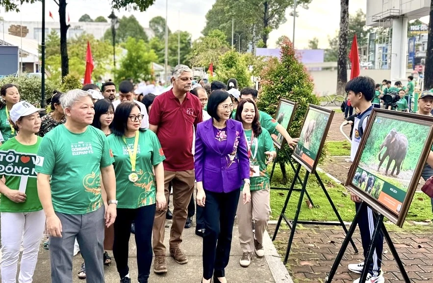 đàn voi hoang dã 11.jpg