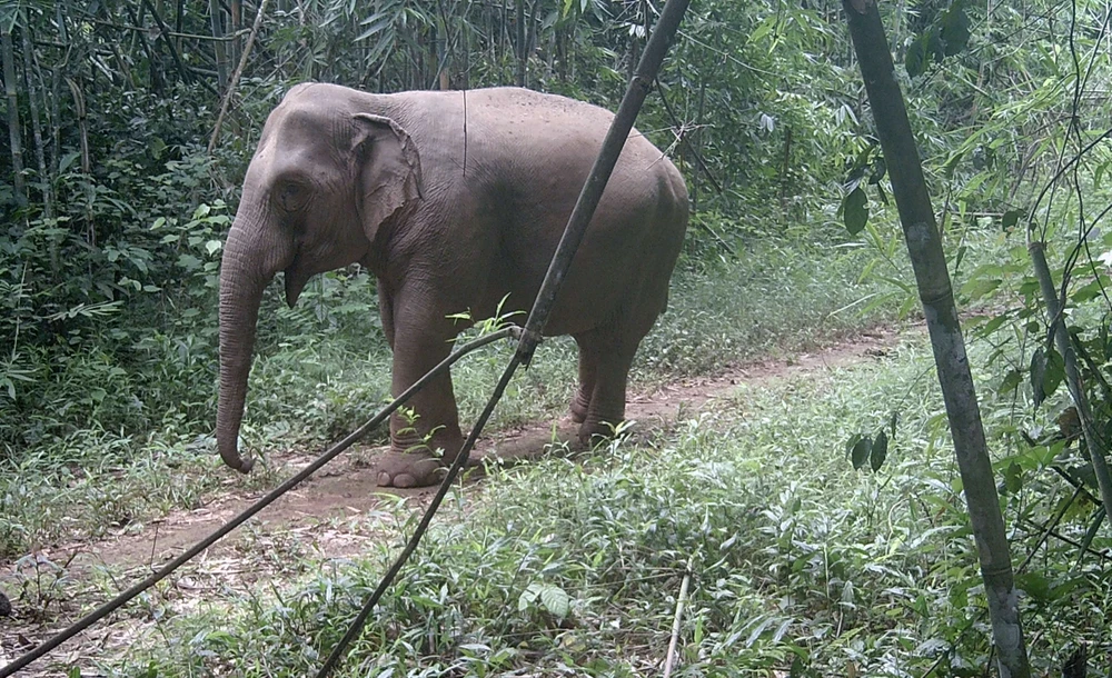 đàn voi hoang dã 2.jpg