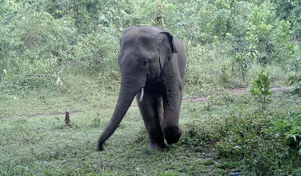 đàn voi hoang dã 3.jpg