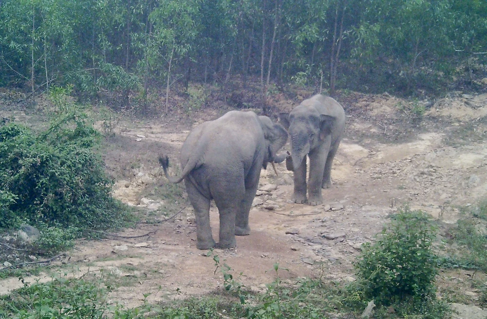 đàn voi hoang dã 4.jpg