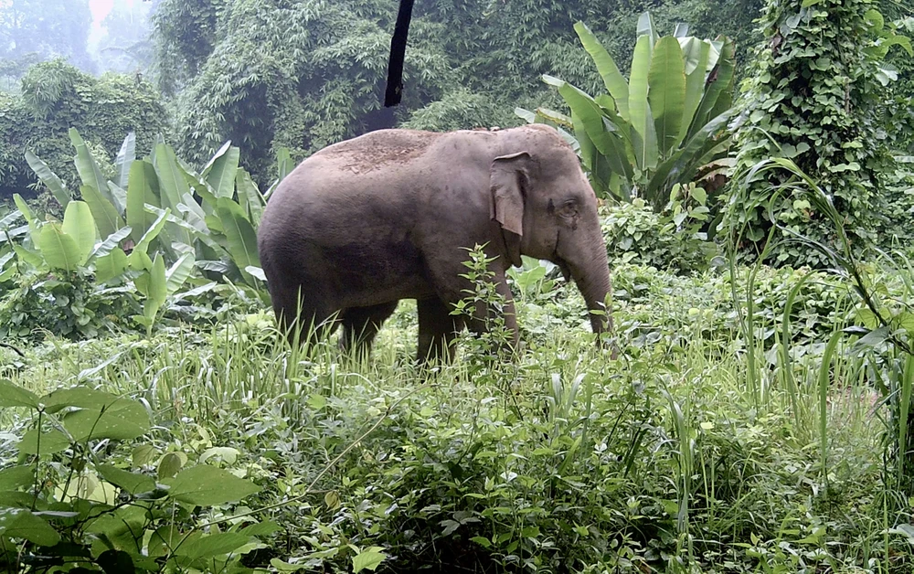 đàn voi hoang dã 5.jpg