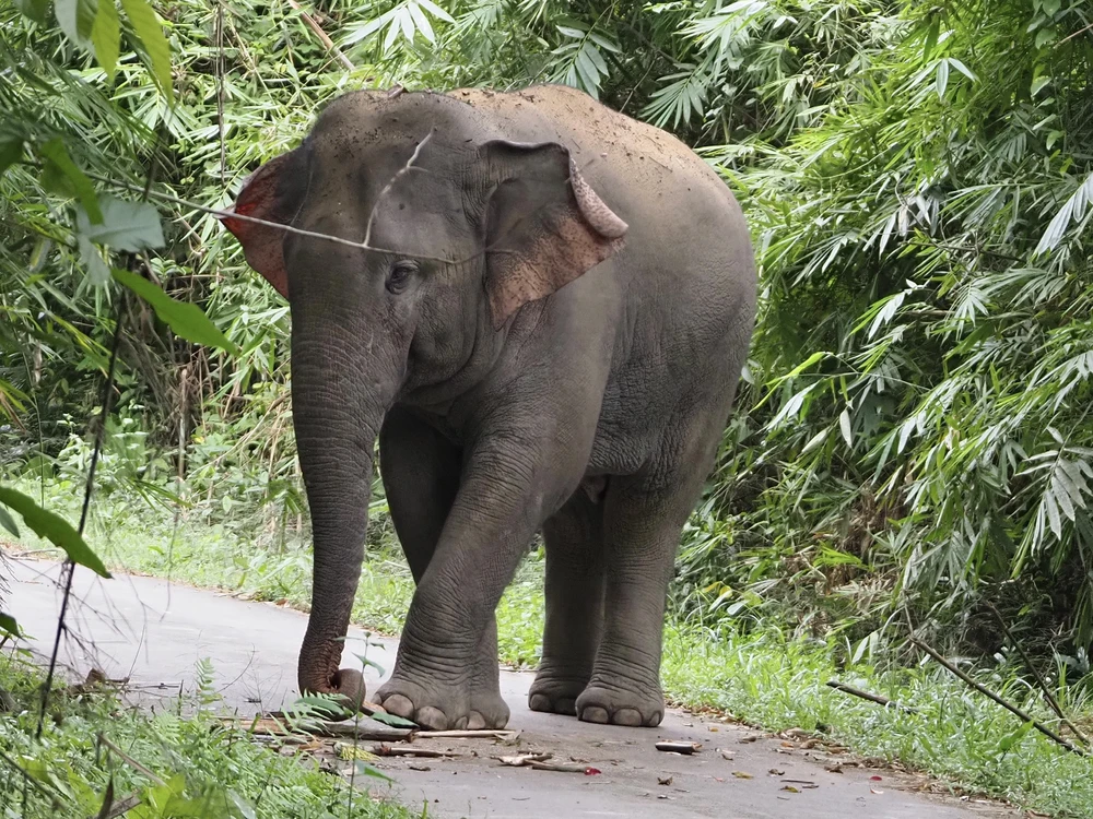 đàn voi hoang dã 6.jpg