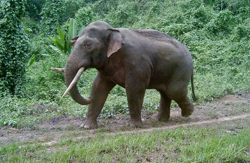 đàn voi hoang dã 7.jpg