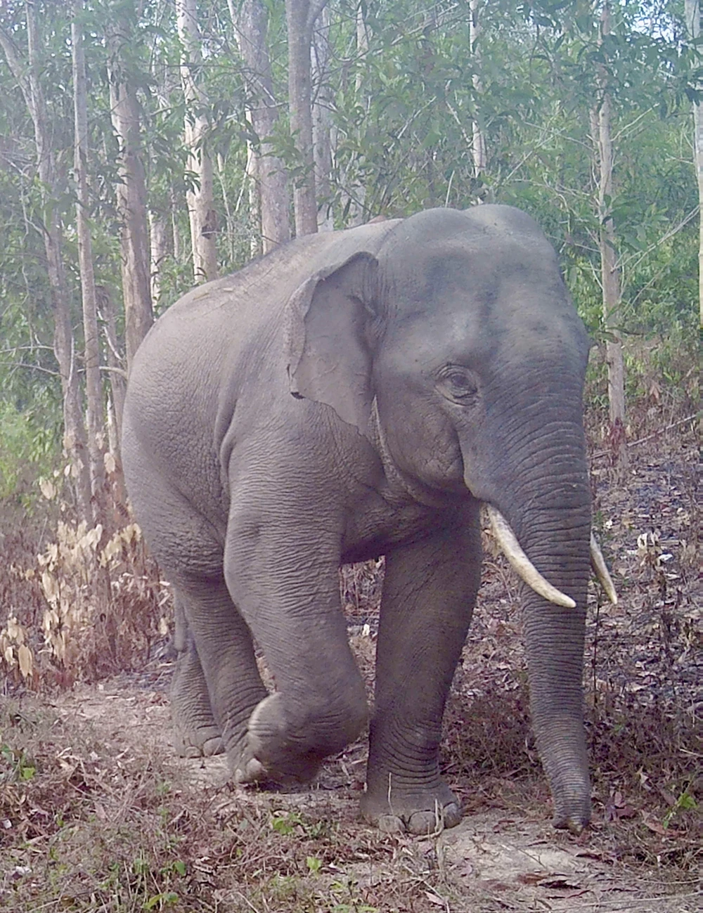 đàn voi hoang dã 8.jpg