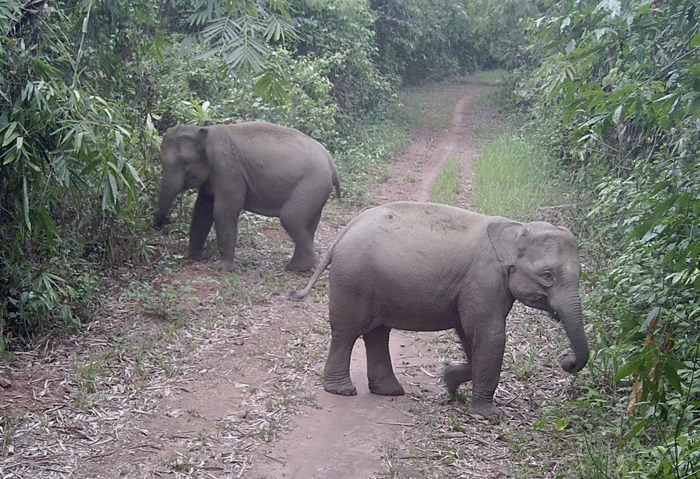 đàn voi hoang dã 9.jpg