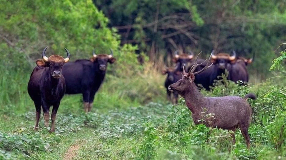 du lịch Đồng Nai