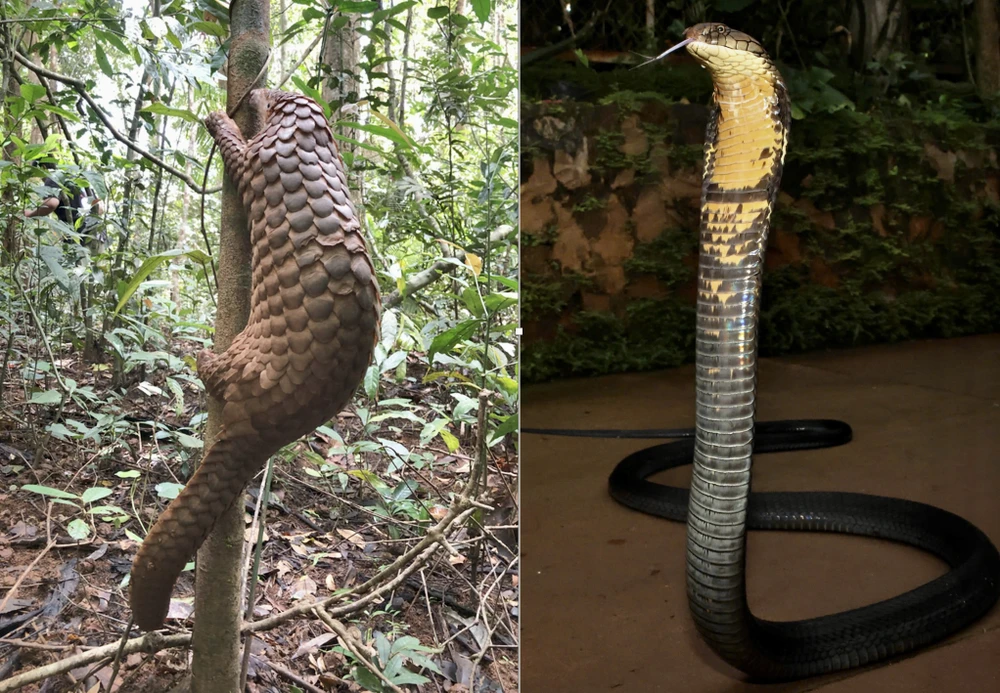 động vật hoang dã 1.jpg