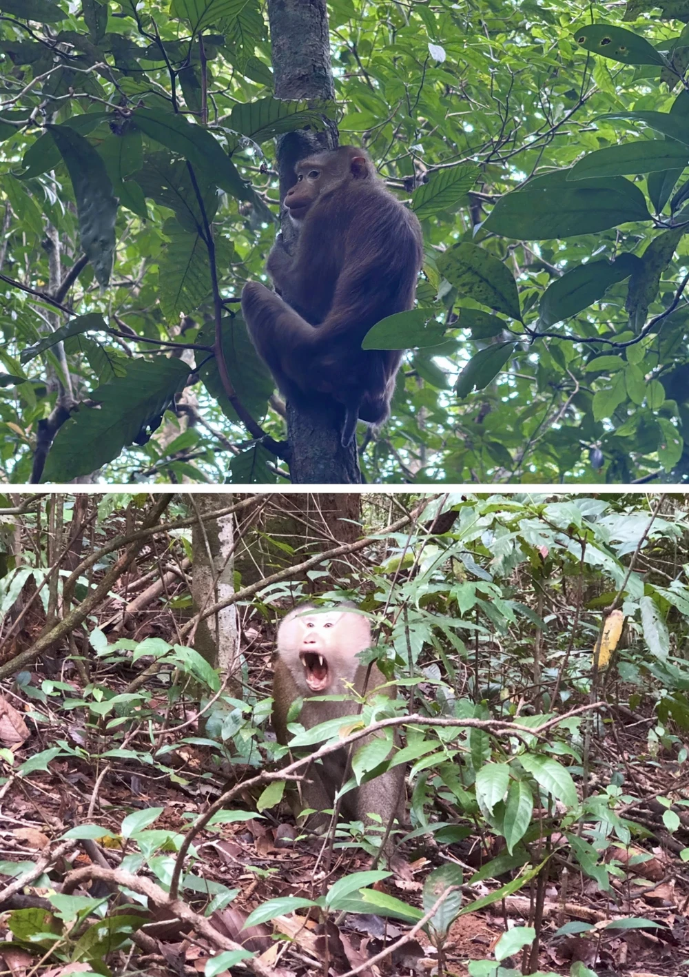 động vật hoang dã 2.jpg