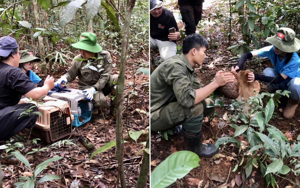 động vật hoang dã 3.jpg