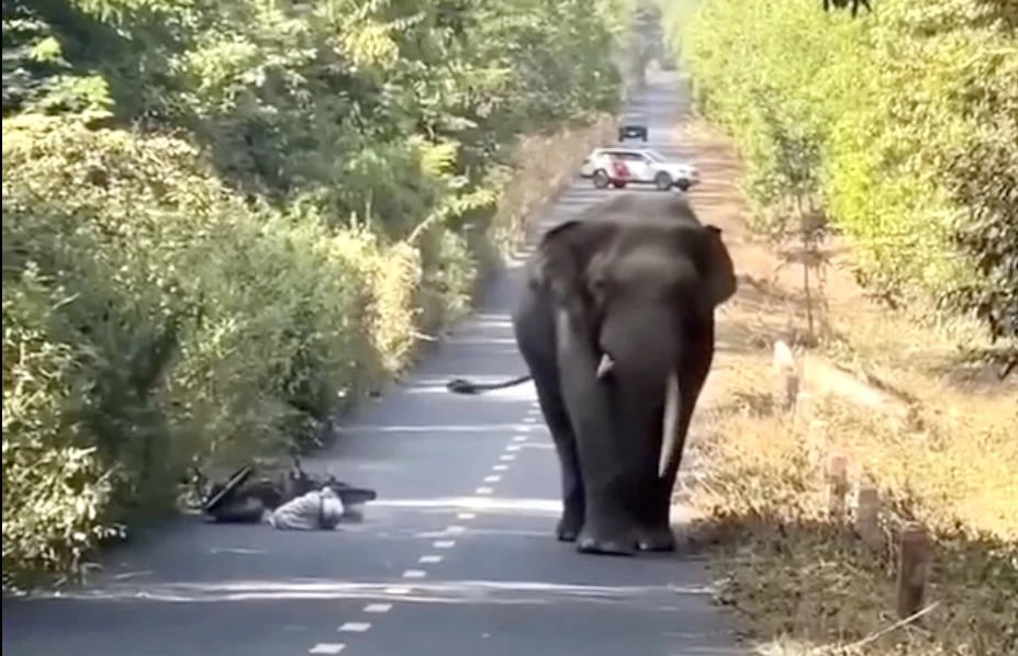 voi lệch ngà 1.jpg