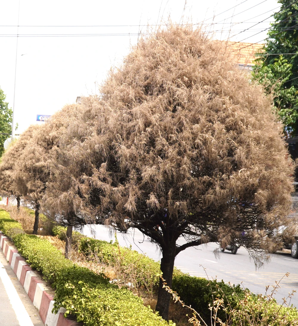 cây chết 11.jpg