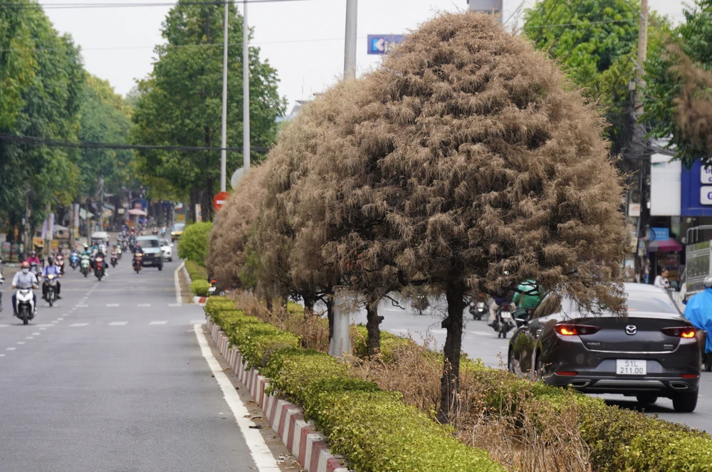 cây chết 17.jpg