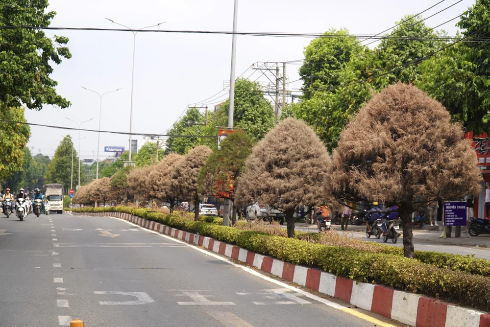 cây chết 19.jpg