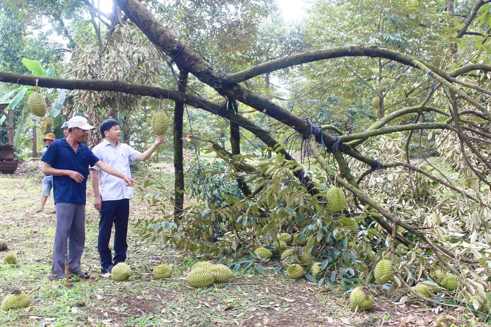 sầu riêng 1.jpg