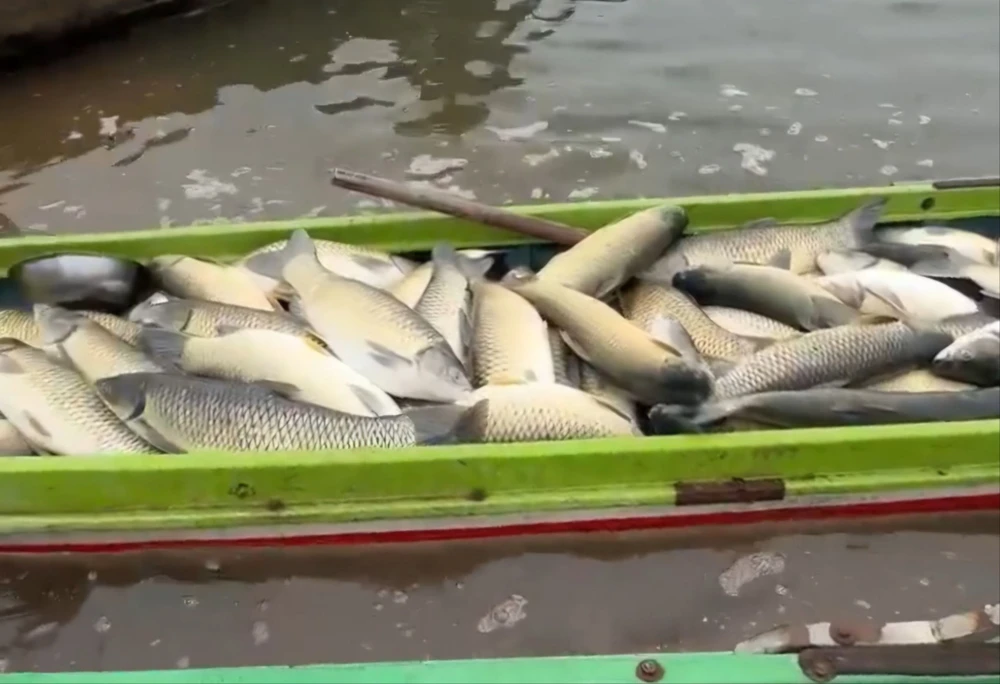 Cá chết .jpg