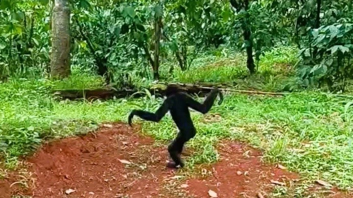 động vật quý hiếm.jpeg