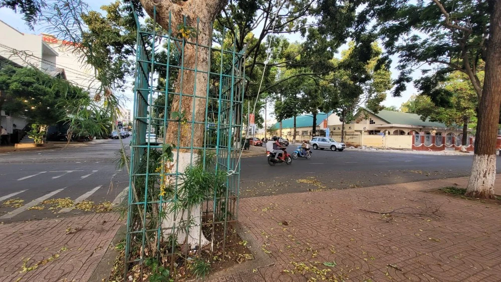 "Mặc áo giáp sắt" để bảo vệ cây