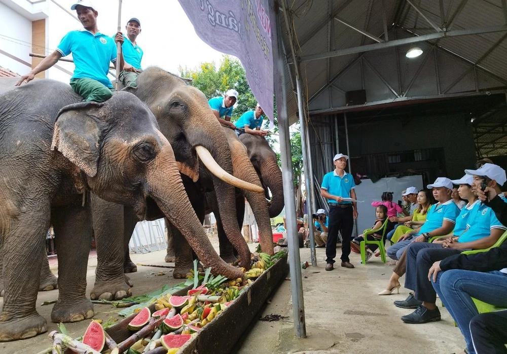 Voi dự tiệc tại huyện Lắk. Ảnh: VLX