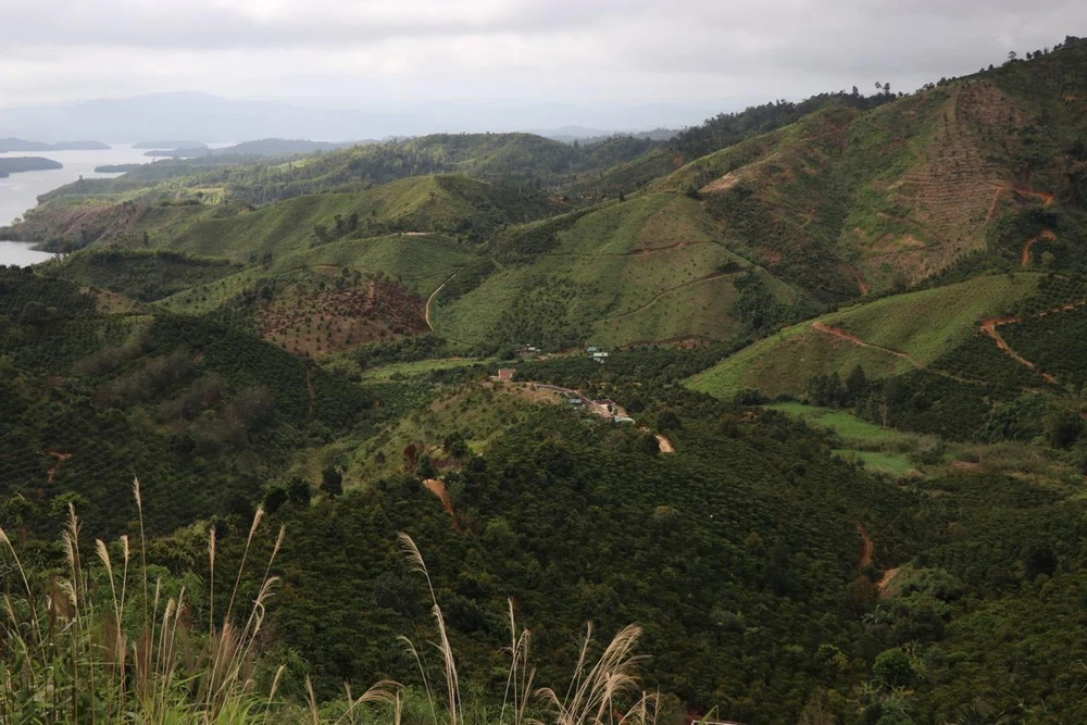 Phần diện tích đất của Viện Khoa học lâm nghiệp Nam Trung Bộ và Tây Nguyên bị lấn chiếm. Ảnh: VLX