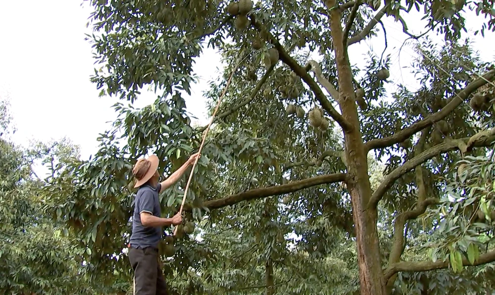 Vườn sầu riêng nhà ông Chiến đạt năng suất cao. Ảnh: VLX