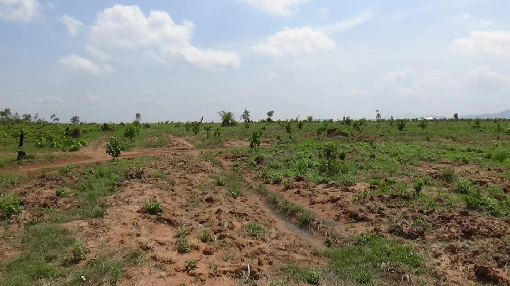 Nhiều diện tích rừng của Công ty Rừng Xanh bị lấn chiếm. Ảnh: VL