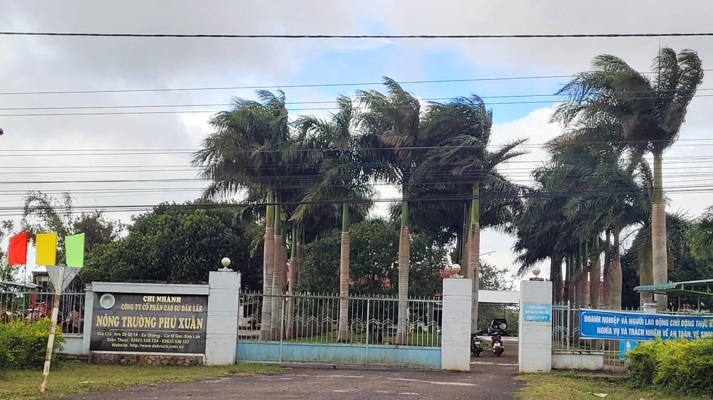Nông trường cao su Phú Xuân trực thuộc Công ty cổ phần cao su Đắk Lắk. Ảnh: VL