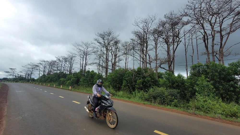 Rừng thông ở Quốc lộ 28 đoạn qua xã Đắk Ha, huyện Đắk G'long (Đắk Nông) bị đầu độc. Ảnh: VŨ LONG