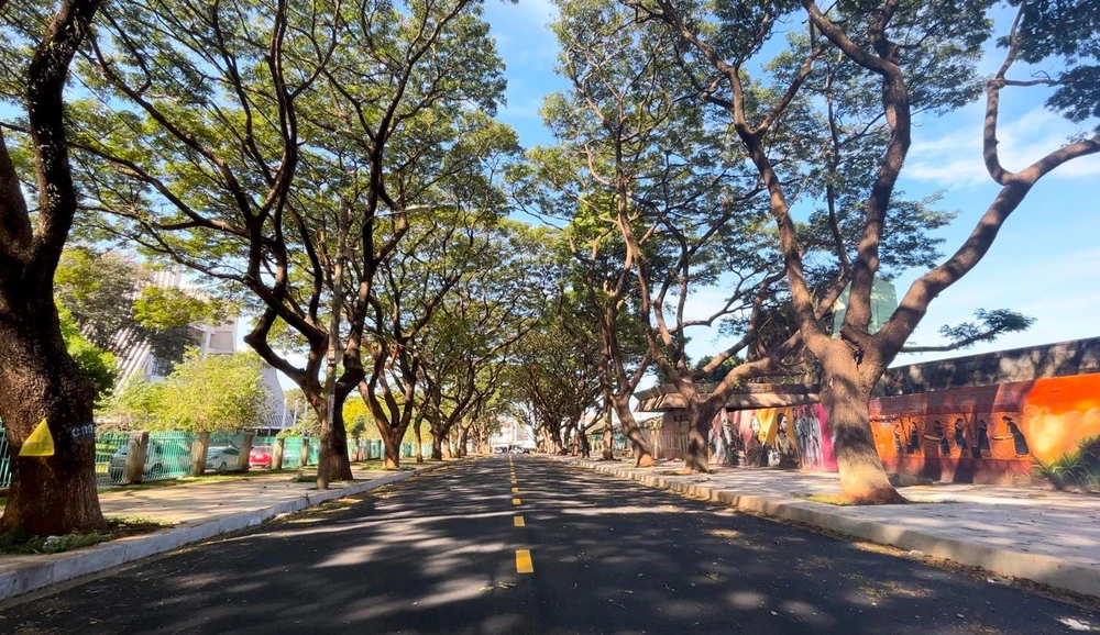 Hàng cây cổ thụ ở đường Phan Đình Giót. Ảnh: VŨ LONG