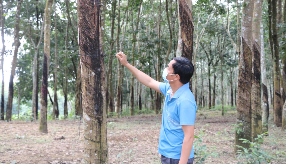 Công ty TNHH MTV Nam Nung đang nợ tiền BHXH, nợ lương người lao động với số tiền rất lớn. Ảnh: NL