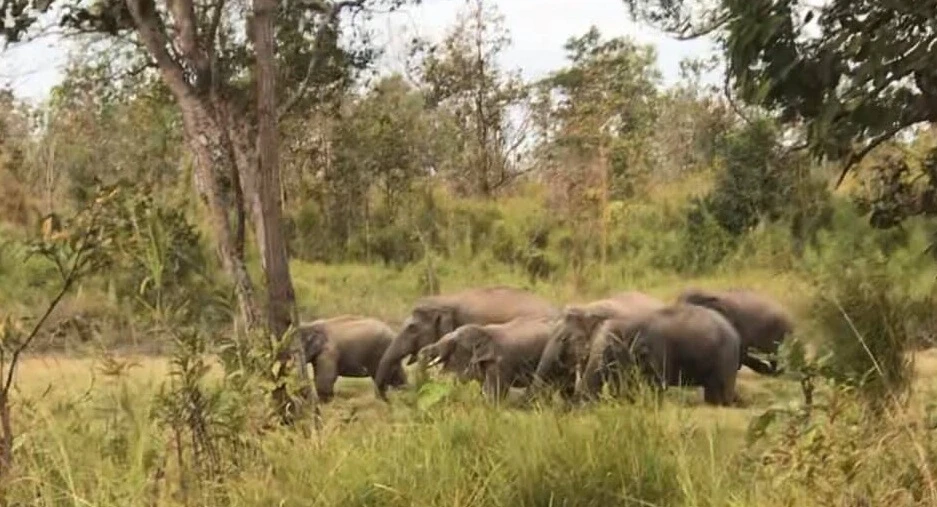 Đàn voi rừng xuất hiện trong Vườn Quốc gia Yok Đôn năm 2020. Ảnh: TL Đàn voi rừng xuất hiện trong Vườn Quốc gia Yok Đôn năm 2020. Ảnh: TL