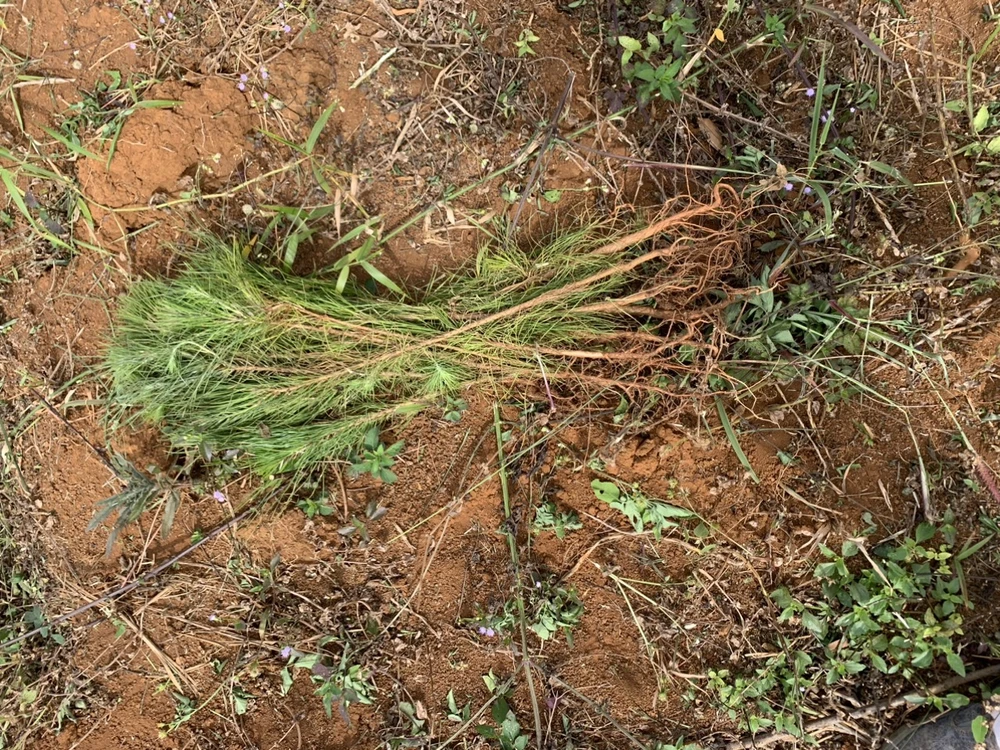 Cây thông non bị nhổ tại địa bàn xã Quảng Sơn. Ảnh: XH Cây thông non bị nhổ tại địa bàn xã Quảng Sơn. Ảnh: XH