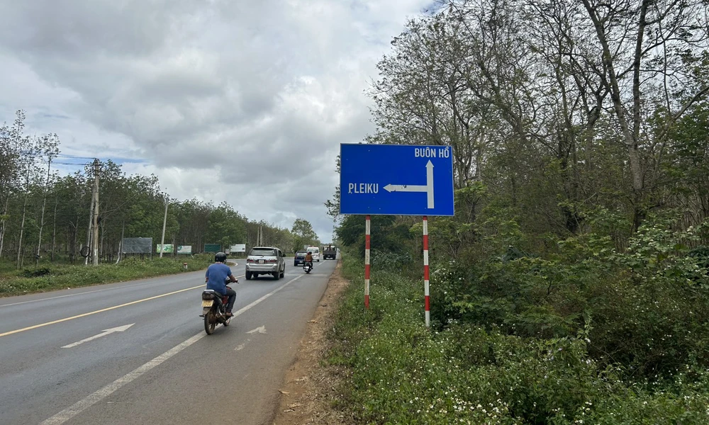 Đoạn đối diện đường tránh Tây thị xã Buôn Hồ là rừng cao su. Ảnh: VŨ LONG