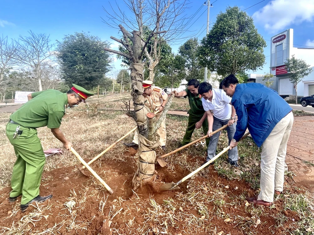 Lực lượng chức năng trồng gốc đào ở thị xã Buôn Hồ. Ảnh: AX
