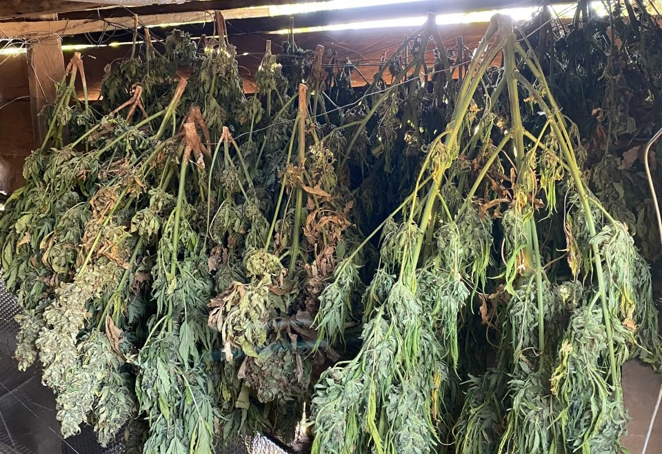 Nhiều loại cây cần sa đang chờ phơi khô để sơ chế. Ảnh: AX