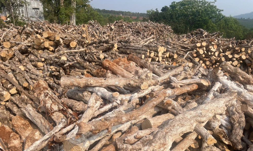 Cây cà phê sau khi bị đốn hạ ở huyện Chư Pah. Ảnh: LK