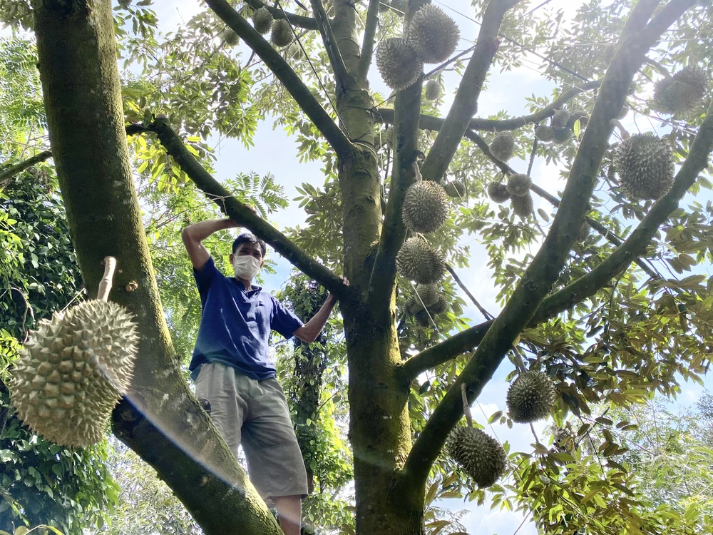 Nhiều hộ dân giàu lên nhờ trồng cây sầu riêng. Ảnh: VŨ LONG