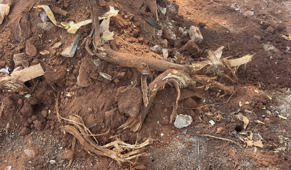 Nhiều rễ cây sao sót lại ở hiện trường. Ảnh: AX
