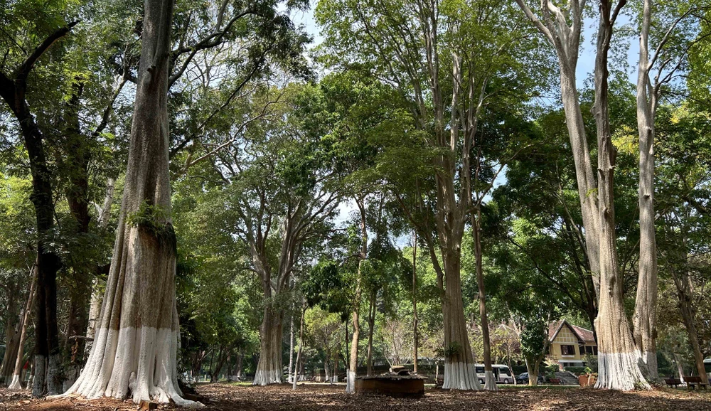 Nhiều cây cổ thụ bên trong khuôn viên Biệt điện Bảo Đại. Ảnh: VŨ LONG